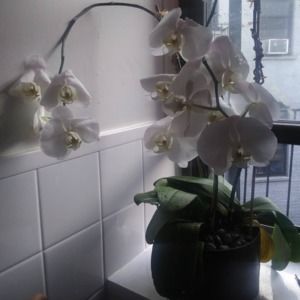 Meet your Posher, Iris